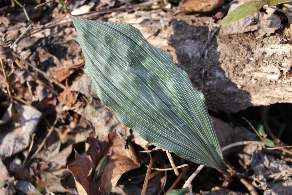 The Preserve's Winter Spotlight Species: Orchids Among Us