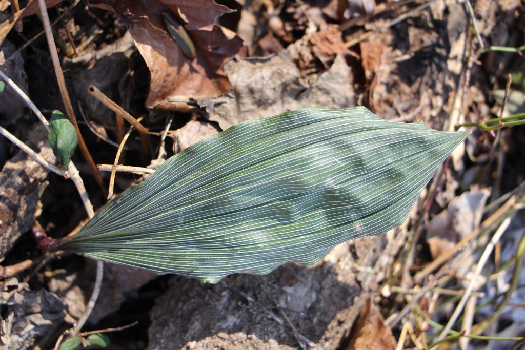 The Preserve's Winter Spotlight Species: Orchids Among Us