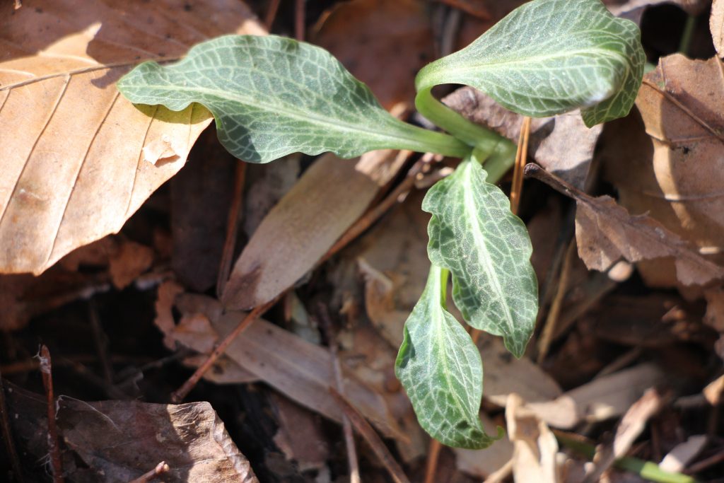 The Preserve's Winter Spotlight Species: Orchids Among Us