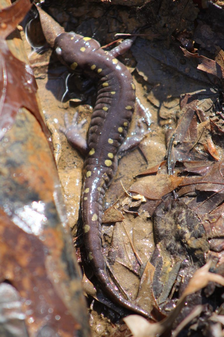 The Preserve's Spring Spotlight Species: Spotted Salamander