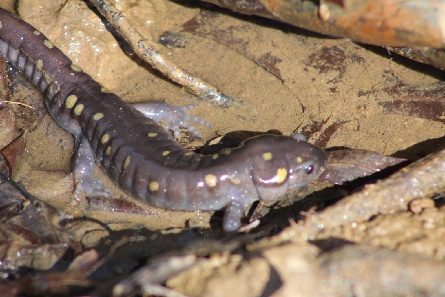 The Preserve's Spring Spotlight Species: Spotted Salamander