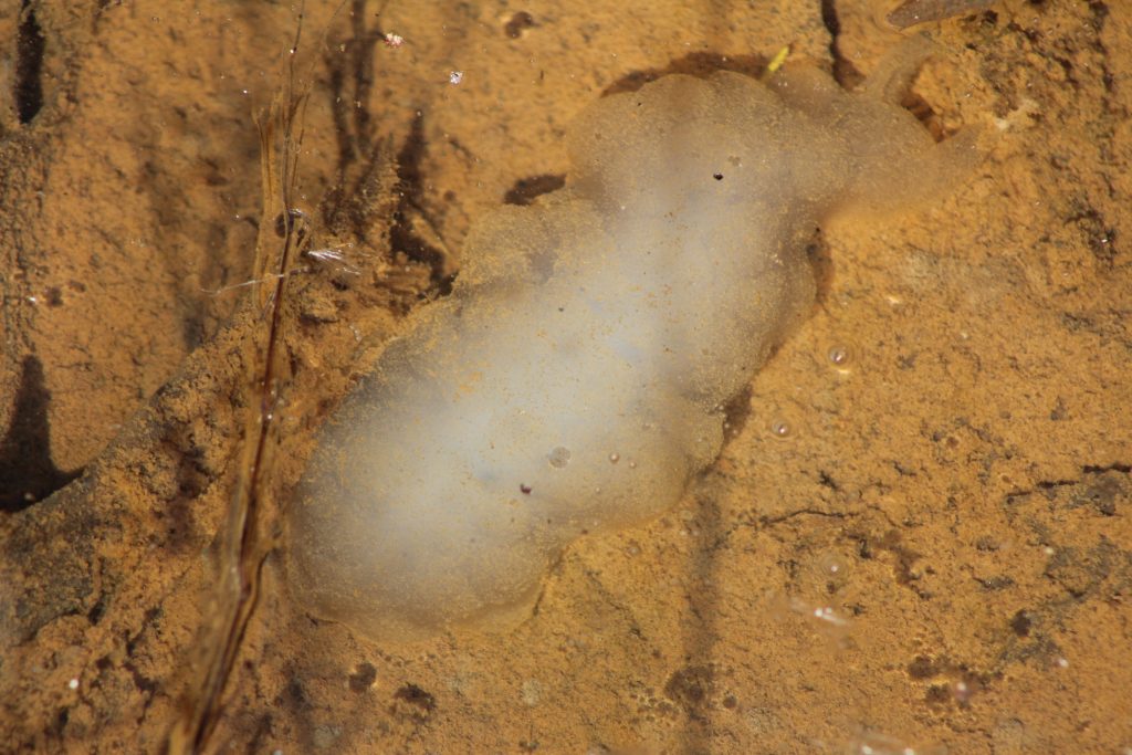 The Preserve's Spring Spotlight Species: Spotted Salamander