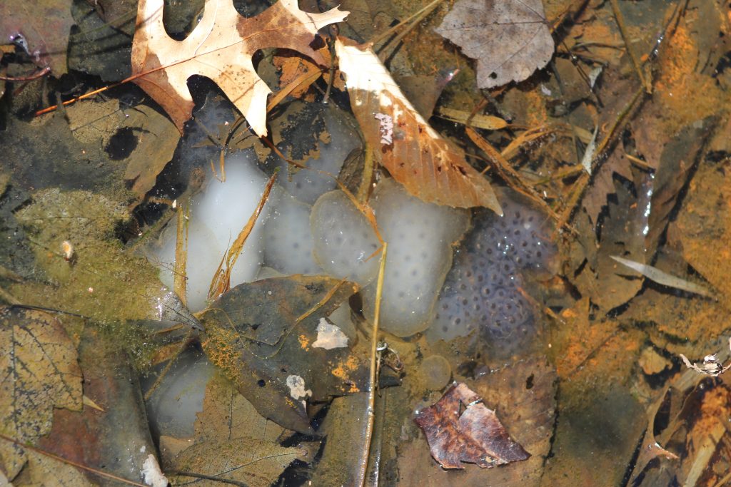 The Preserve's Spring Spotlight Species: Spotted Salamander