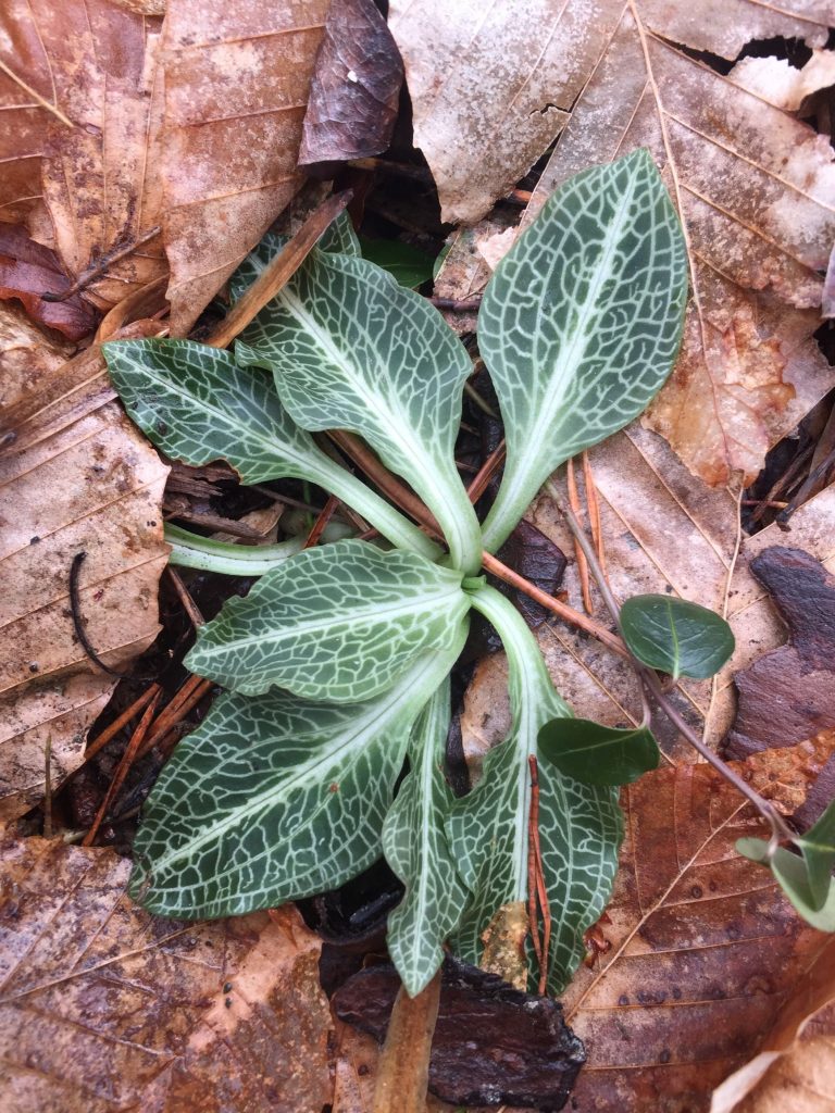 The Preserve's Winter Spotlight Species: Orchids Among Us