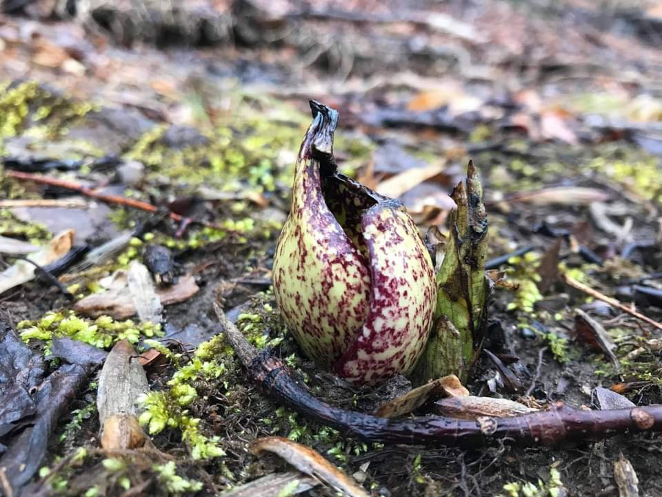 The Preserve's Spring Spotlight Species: Skunk Cabbage