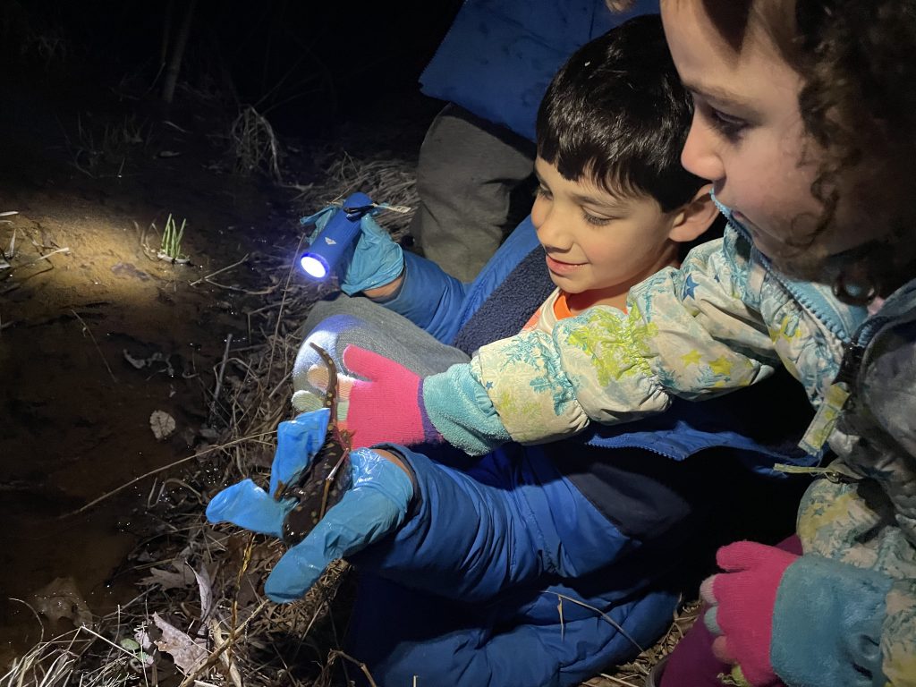 The Preserve's Spring Spotlight Species: Spotted Salamander