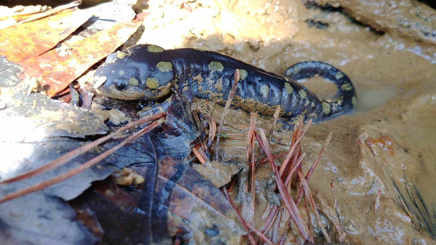 The Preserve's Spring Spotlight Species: Spotted Salamander