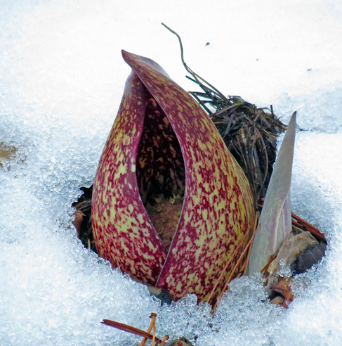 The Preserve's Spring Spotlight Species: Skunk Cabbage