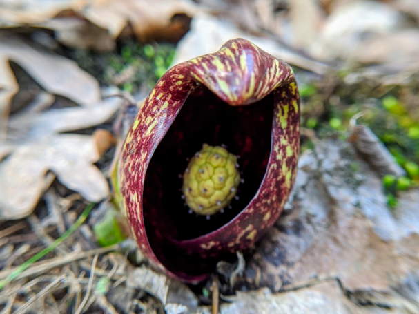 The Preserve's Spring Spotlight Species: Skunk Cabbage