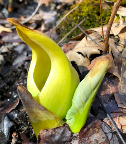 The Preserve's Spring Spotlight Species: Skunk Cabbage