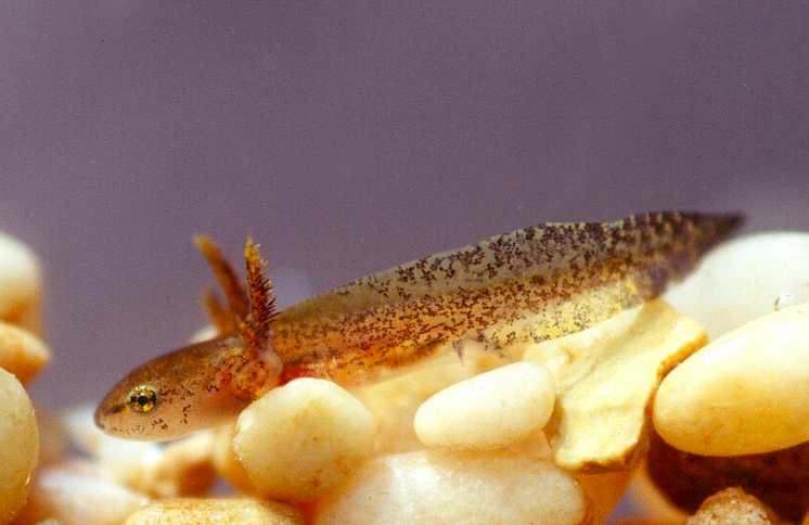 The Preserve's Spring Spotlight Species: Spotted Salamander