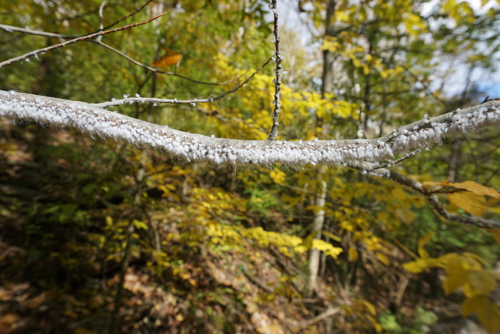 Slippery but Successful Sweetheart Hikes