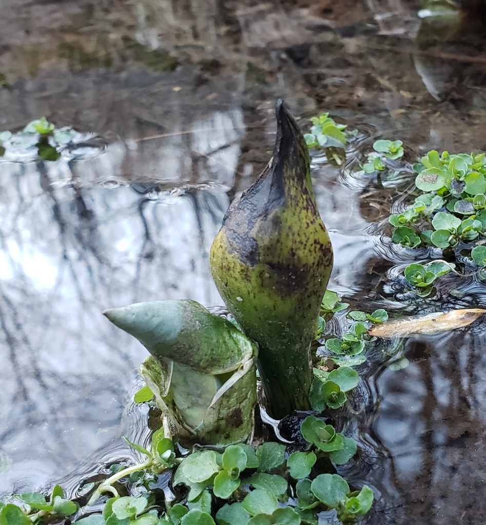 The Preserve's Spring Spotlight Species: Skunk Cabbage