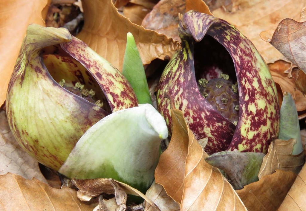 The Preserve's Spring Spotlight Species: Skunk Cabbage