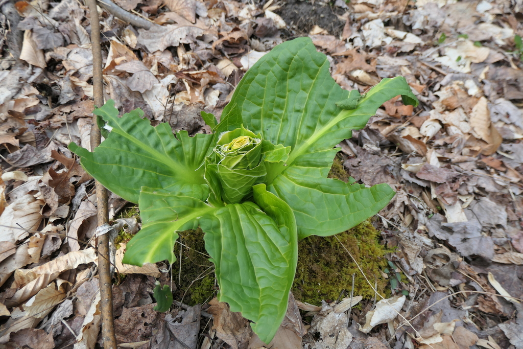 The Preserve's Spring Spotlight Species: Skunk Cabbage