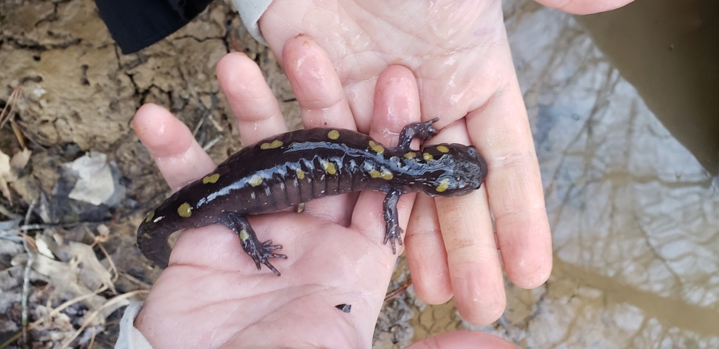 The Preserve's Spring Spotlight Species: Spotted Salamander