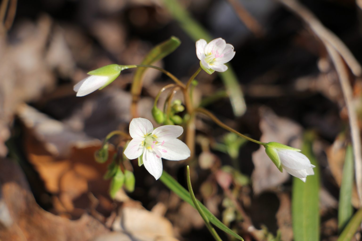 The Preserve's Spotlight Species: Spring Ephemerals (part 1)