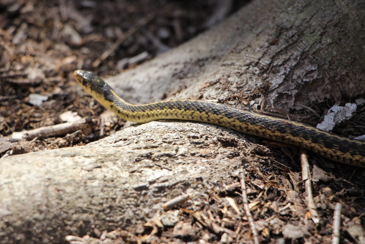 The Preserve's Spring Spotlight Species Garter Snake Virginia