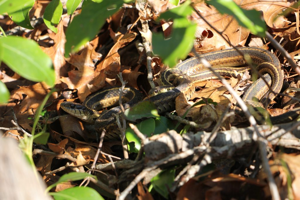 The Preserve's Spring Spotlight Species: Garter Snake