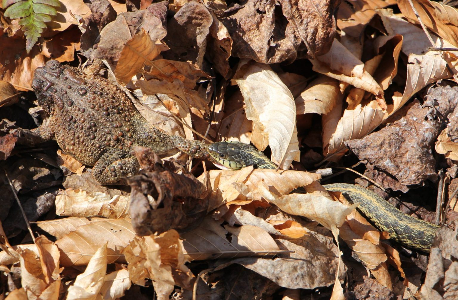 The Preserve's Spring Spotlight Species: Garter Snake