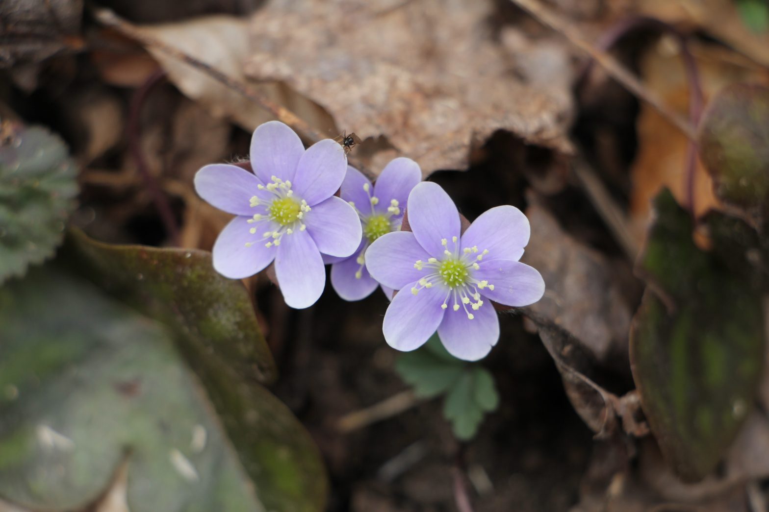 The Preserve's Spotlight Species: Spring Ephemerals (part 2)