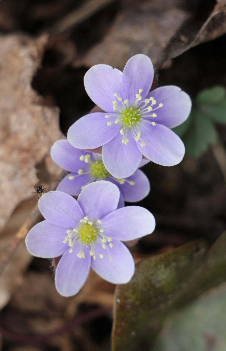 The Preserve's Spotlight Species: Spring Ephemerals (part 2)