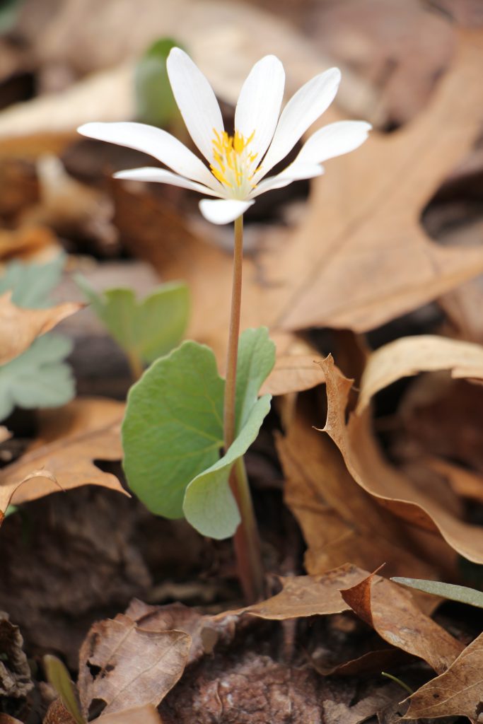 The Preserve's Spotlight Species: Spring Ephemerals (part 2)