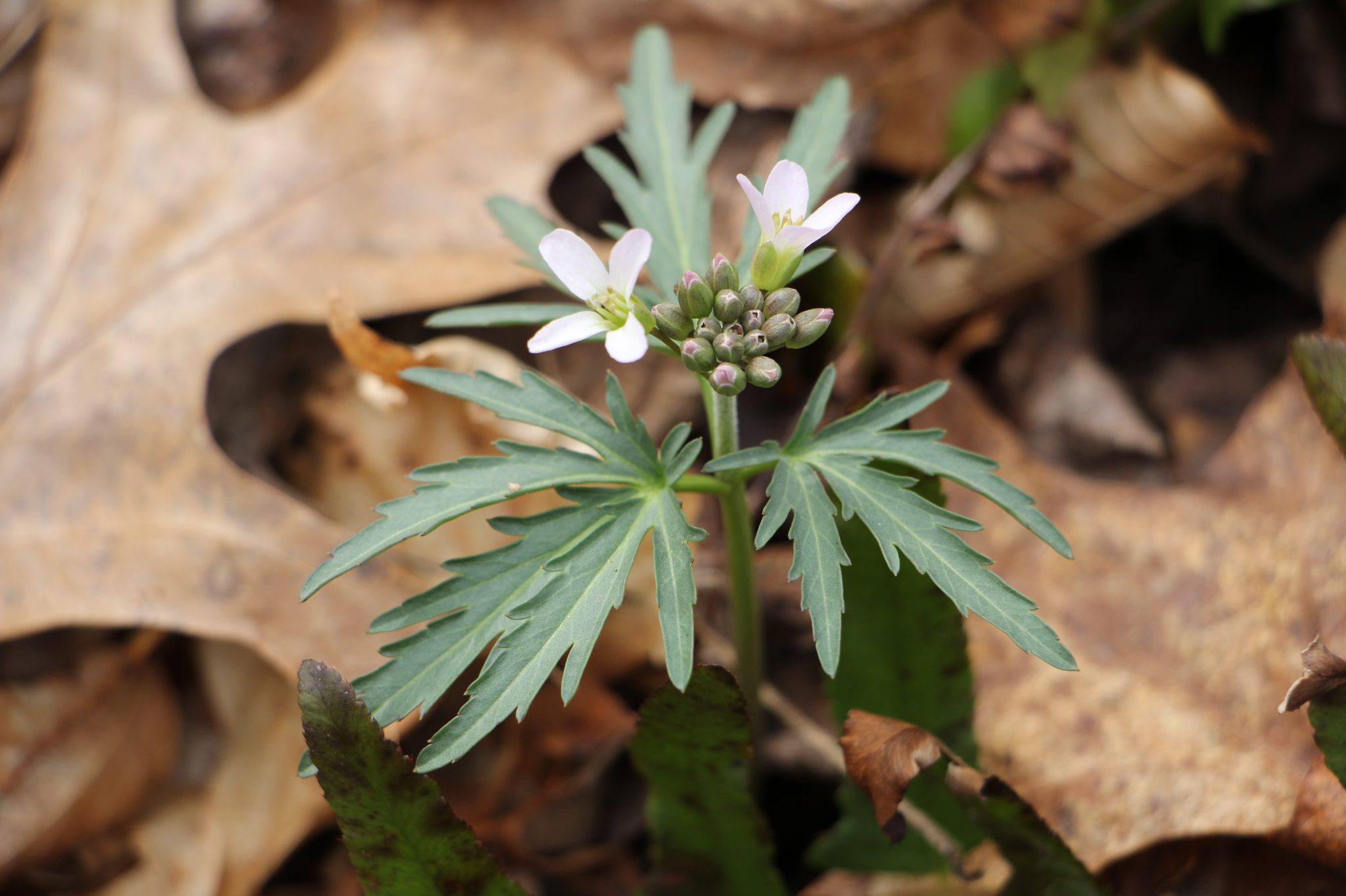 The Preserve's Spotlight Species Spring Ephemerals (part 2) Virginia
