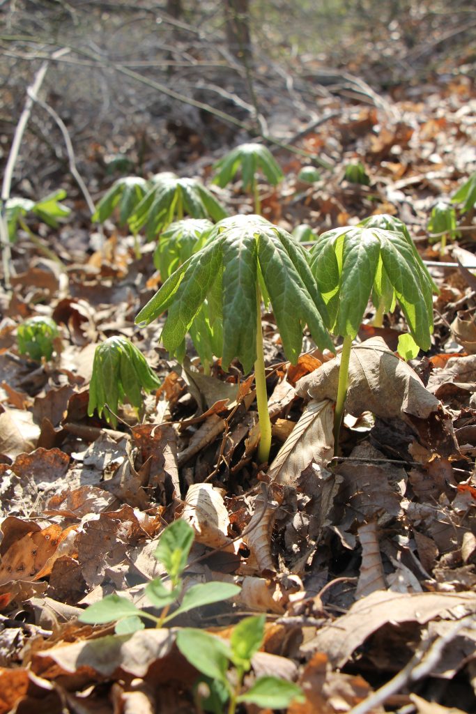 The Preserve's Spotlight Species: Spring Ephemerals (part 2)