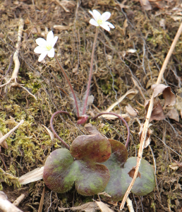 The Preserve's Spotlight Species: Spring Ephemerals (part 2)