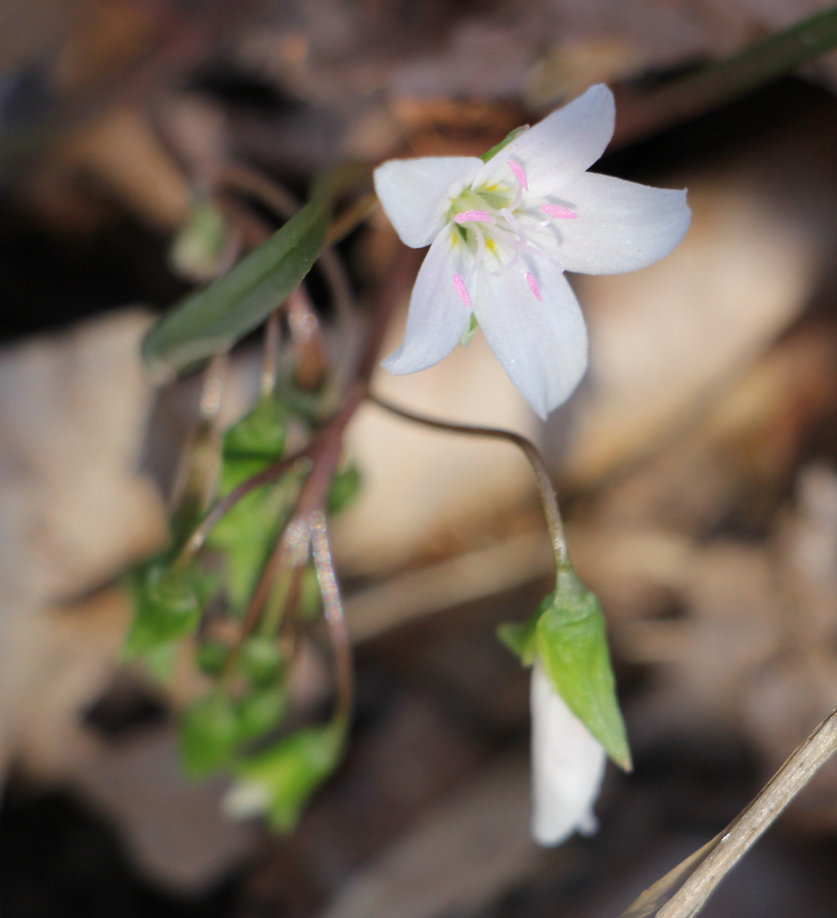 The Preserve's Spotlight Species: Spring Ephemerals (part 1)