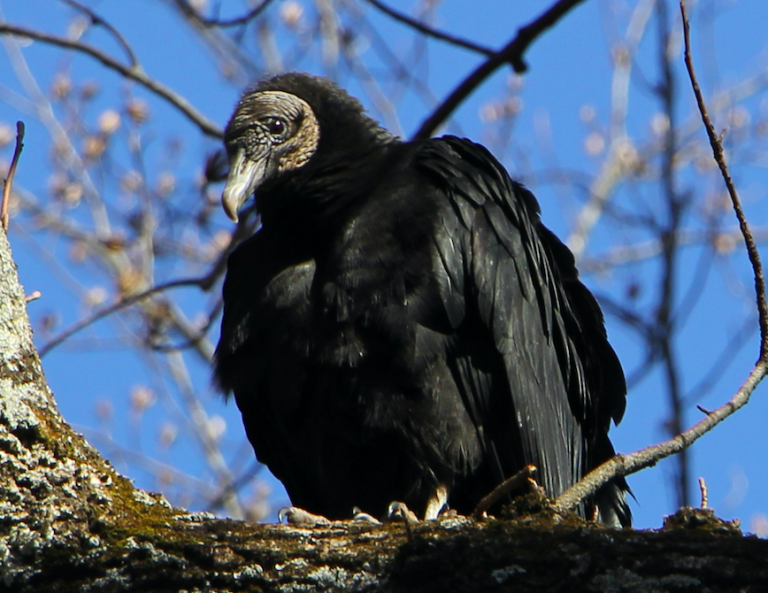 The Preserve's Spotlight Species Black Vulture Virginia Outdoors