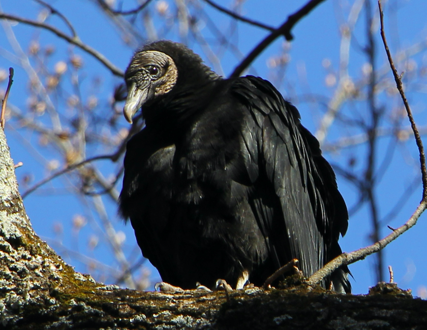 The Preserve's Spotlight Species: Black Vulture