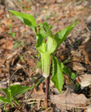 The Preserve's Spotlight Species: Spring Ephemerals (part 2)