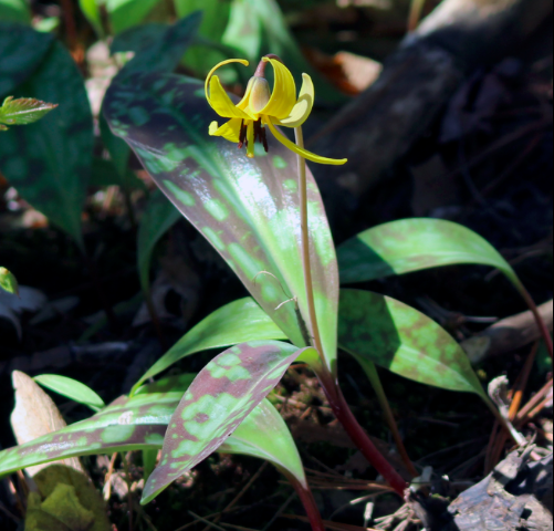 The Preserve's Spotlight Species: Spring Ephemerals (part 1)