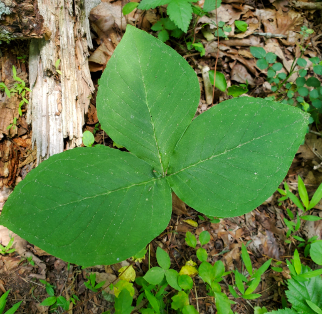 The Preserve's Spotlight Species: Spring Ephemerals (part 2)