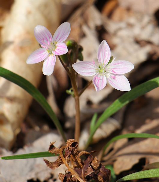 The Preserve's Spotlight Species: Spring Ephemerals (part 1)