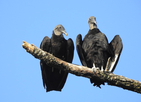 The Preserve's Spotlight Species: Black Vulture