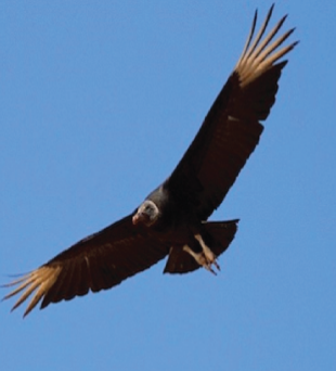 The Preserve's Spotlight Species: Black Vulture