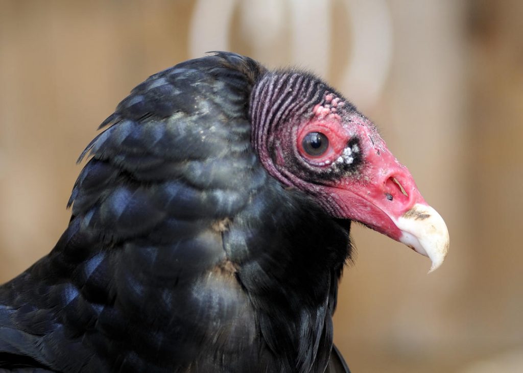 The Preserve's Spotlight Species: Black Vulture