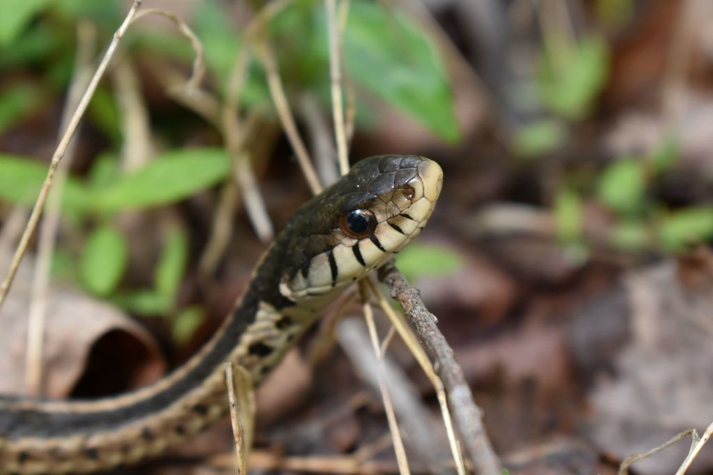 The Preserve's Spring Spotlight Species: Garter Snake