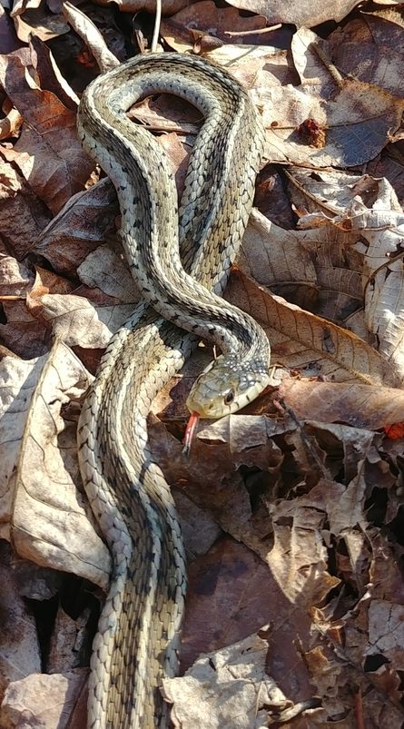 The Preserve's Spring Spotlight Species: Garter Snake