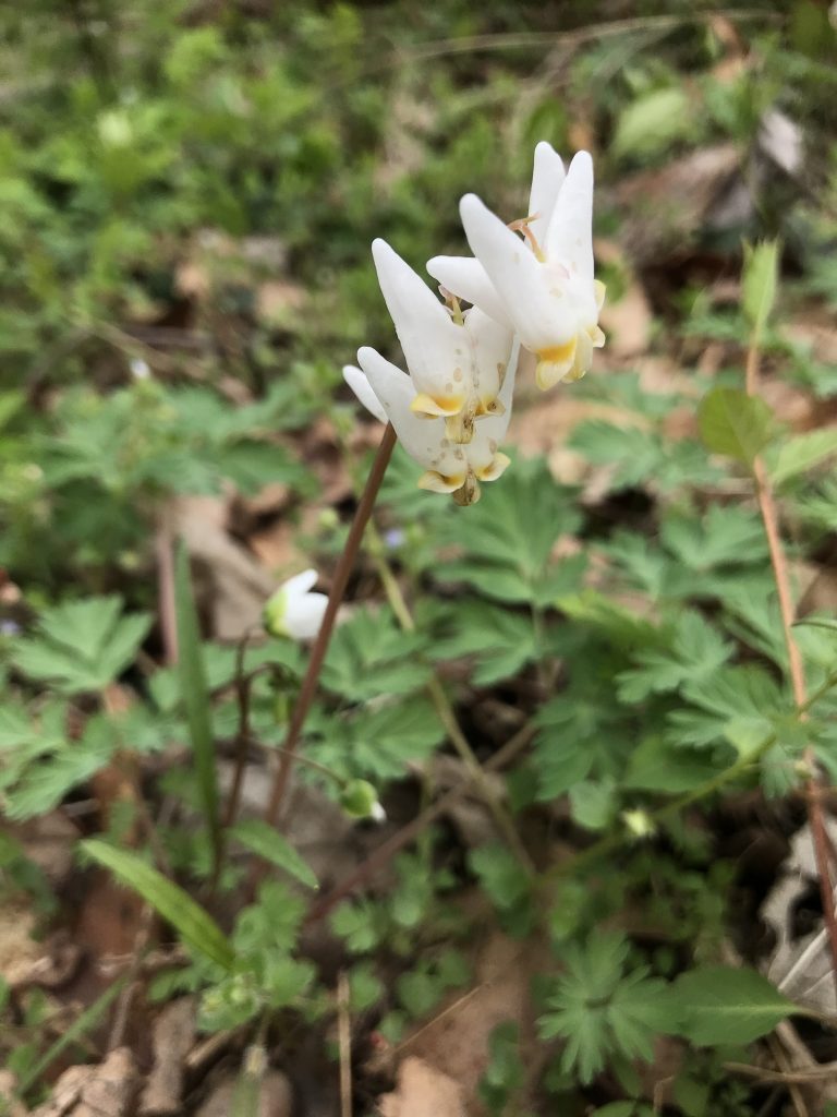 The Preserve's Spotlight Species: Spring Ephemerals (part 1)