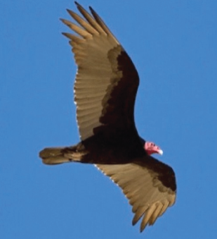 The Preserve's Spotlight Species: Black Vulture