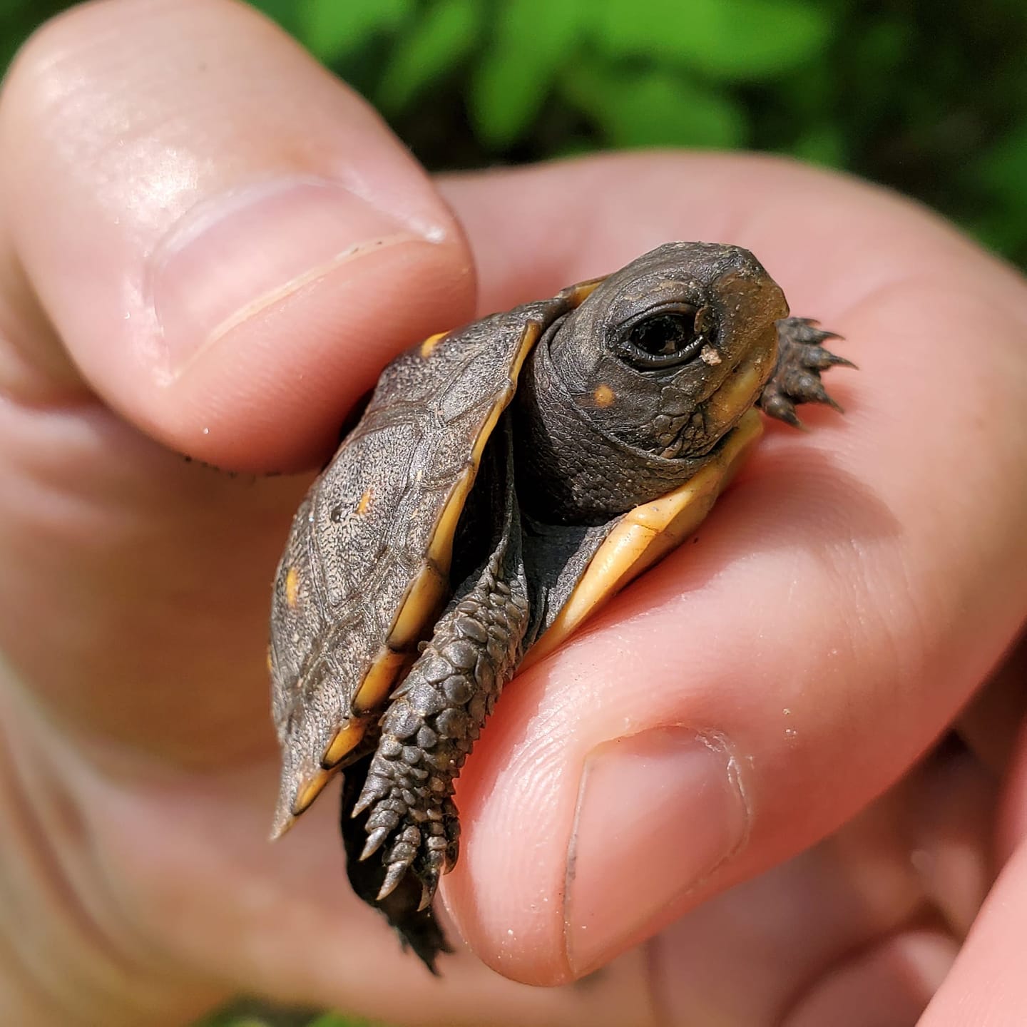 The Preserve's Spring Spotlight Species Box Turtle Virginia Outdoors
