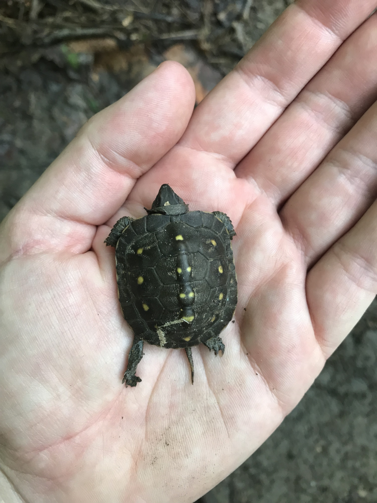 The Preserve's Spring Spotlight Species: Box Turtle