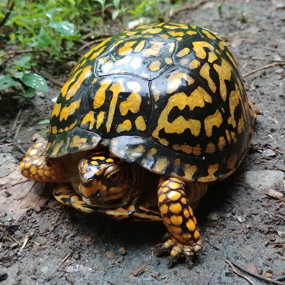 The Preserve's Spring Spotlight Species: Box Turtle