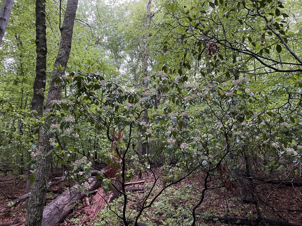 The Preserve's Spotlight Species: Mountain Laurel