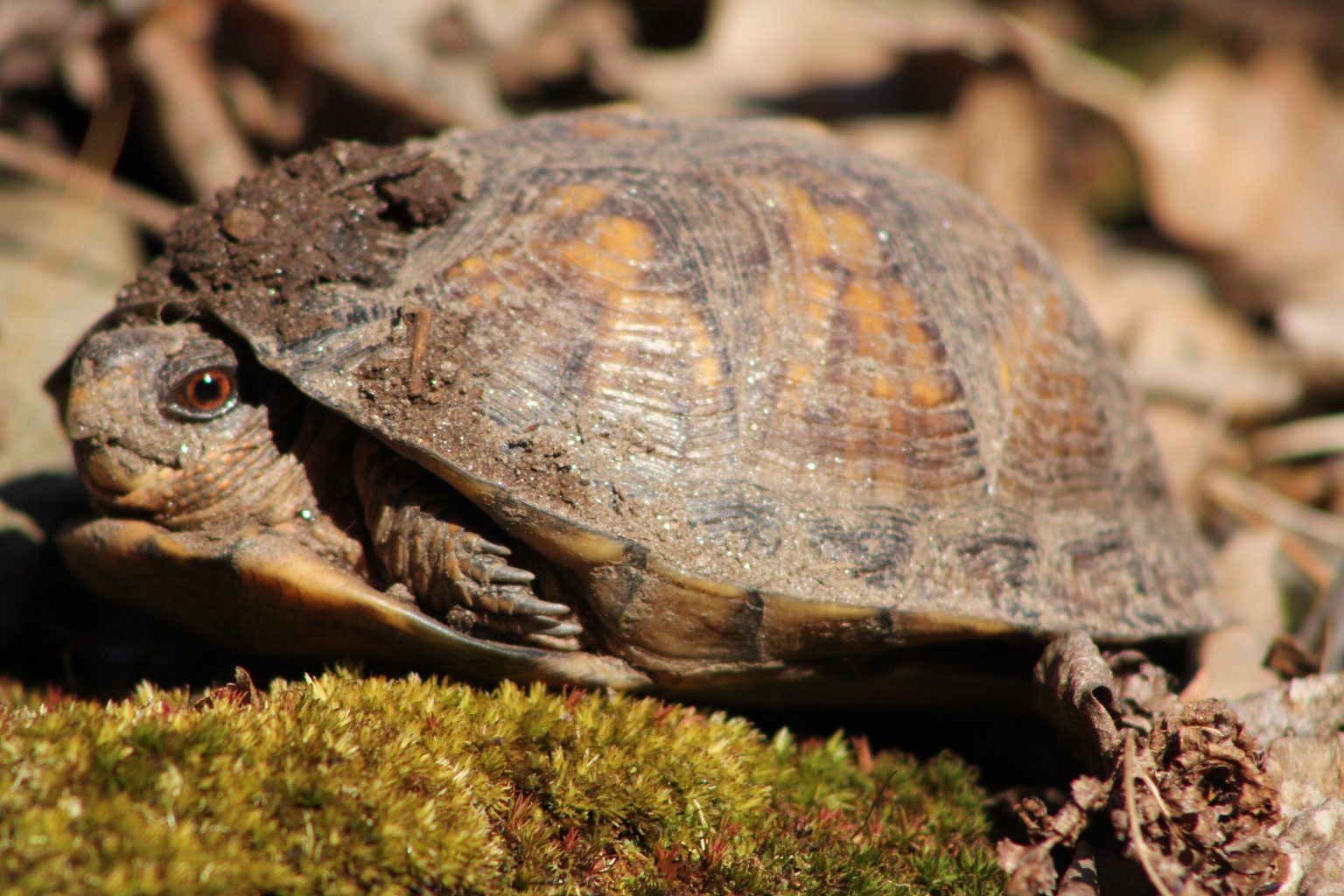 The Preserve's Spring Spotlight Species Box Turtle Virginia Outdoors