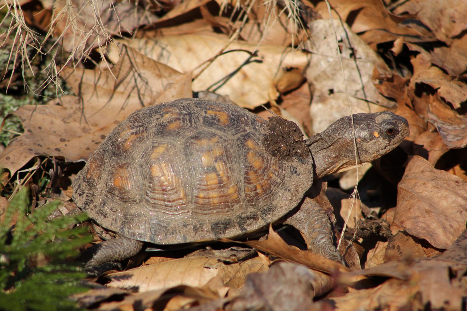 The Preserve's Spring Spotlight Species Box Turtle Virginia Outdoors